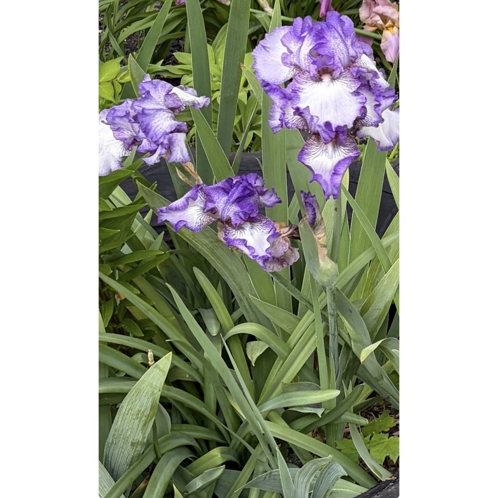 2 bearded Iris Rhizomes White/ Purple "Jesse's Song" plicata coloration - Picture 2 of 2